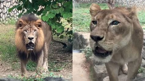 獅子住在哪裡|什麼是獅子？概念、生活在哪裡、如何繁殖、餵食方式和特徵